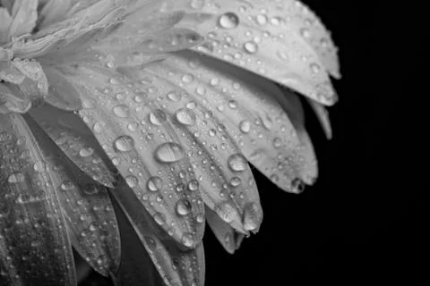 Macro image of gerbera flower. Selective focus. Black and white photo Stock-Fotos