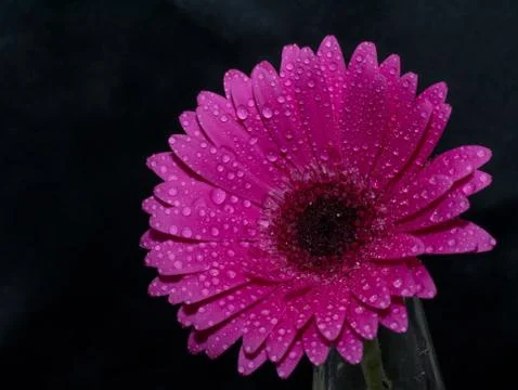 Macro image of gerbera flower. Selective focus Stock Photos