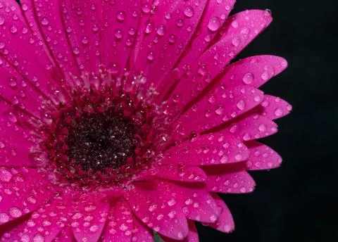 Macro image of gerbera flower. Selective focus Stock Photos