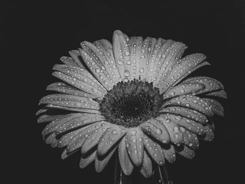 Macro image of gerbera flower. Selective focus. Black and white photo Stock Photos