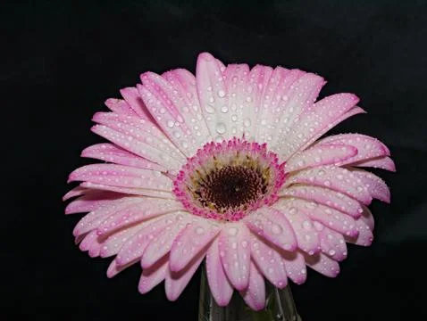 Macro image of gerbera flower. Selective focus Stock Photos