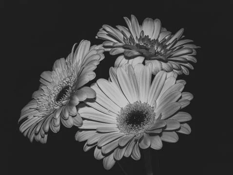 Macro image of gerbera flower. Selective focus. Black and white photo Stock Photos