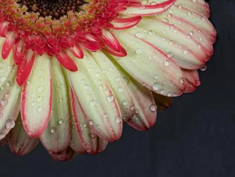 Macro image of gerbera flower. Selective focus Stock Photos