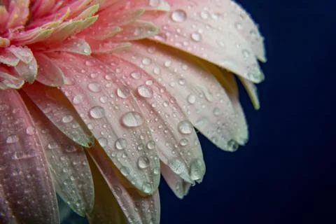 Macro image of gerbera flower. Selective focus Stock-Fotos