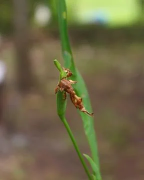 A macro image of a ghost mantis Stock Photos