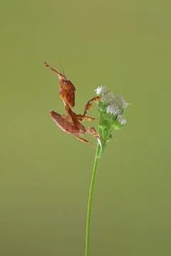 A macro image of a ghost mantis Stock Photos
