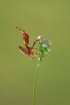 A macro image of a ghost mantis (phyllocrania paradoxa) Stock Photos