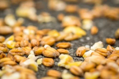 Macro image of Grain Corn Stock Photos