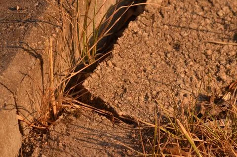 Macro image of grass growing through the road Foto stock