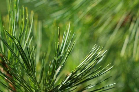 Macro Image of Green Pine Needles Stock Photos