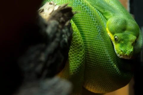 Macro Image of Green Python Coiled Around Branch Foto stock