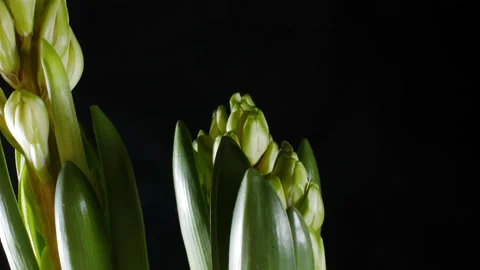 Macro image of hyacinths blooming in spring. Vidéo 149115955