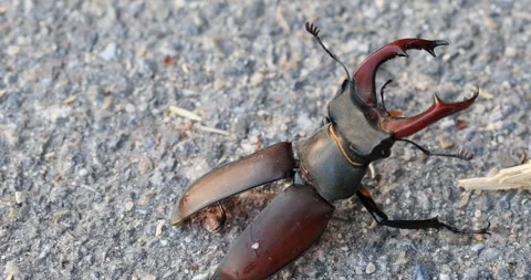 Macro image of an injured stag beetle with missing body part Stock Footage 311601084