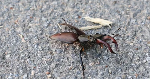 Macro image of an injured stag beetle with missing body part Stock Footage 311601113