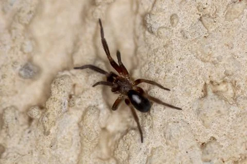 Macro image of a jumping spider, called Plexippus paykulli, on a white wall Foto stock