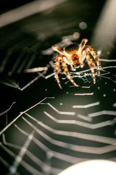 Macro image of jumping spider Fotos Stock