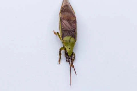 Macro Image of Katydid on white background Stock Photos