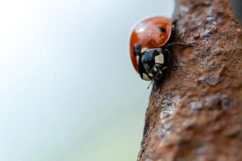 Macro image of a lady bug Stock Photos