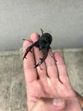 Macro image of a large stag beetle resting on a person hand Foto stock