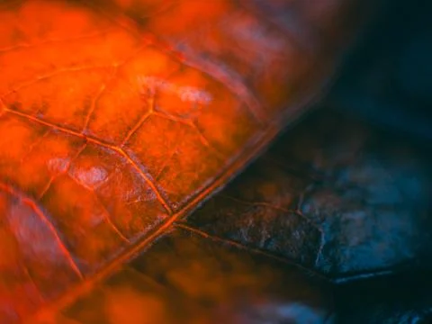 A macro image of a leaf with distinct orange and green vein patterns. Фото