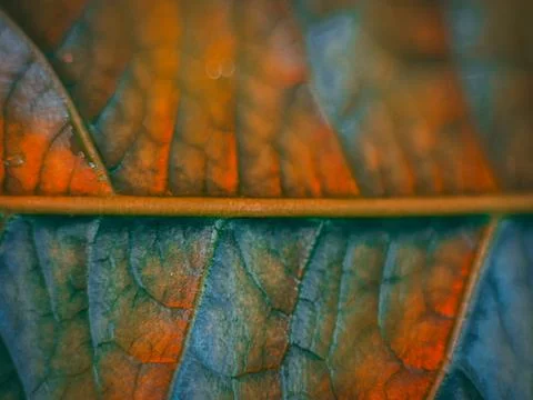 A macro image of a leaf with distinct orange and green vein patterns. Stock Photos