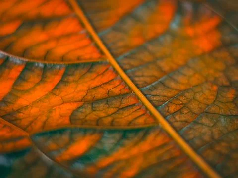 A macro image of a leaf with distinct orange and green vein patterns. Stock Photos