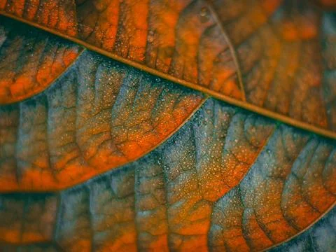 A macro image of a leaf with distinct orange and green vein patterns. Stock Photos