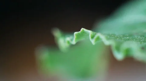 Macro image of a leaf Stock-Footage 37733584