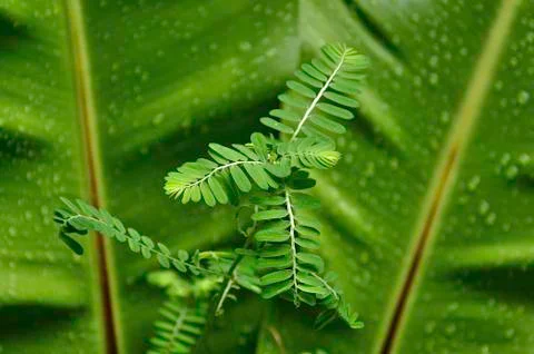 Macro image of leaves Stock Photos