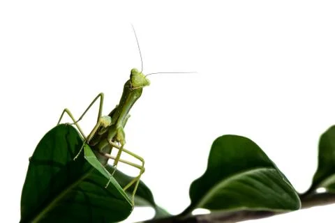 Macro image of mantis nymph. stares straight. banner for inscription Stock Photos
