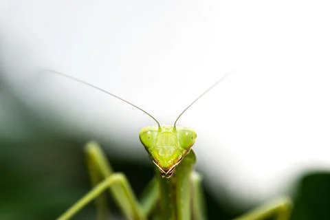 Macro image of mantis nymph. stares straight Stock Photos