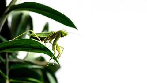Macro image of mantis nymph. stares straight. banner for inscription Stock Photos