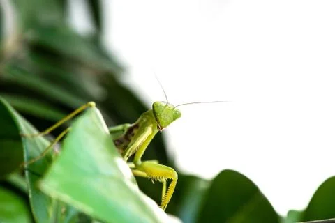Macro image of mantis nymph. stares straight. banner for inscription Stock Photos