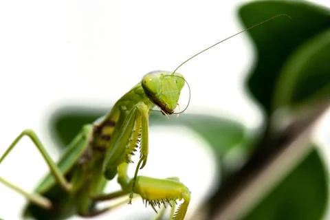 Macro image of mantis nymph. stares straight Stock Photos