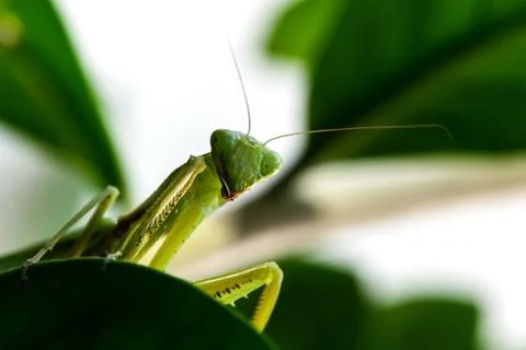 Macro image of mantis nymph. stares straight Stock Photos