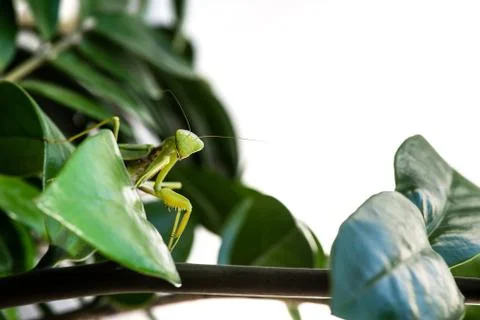 Macro image of mantis nymph. stares straight. banner for inscription Stock Photos