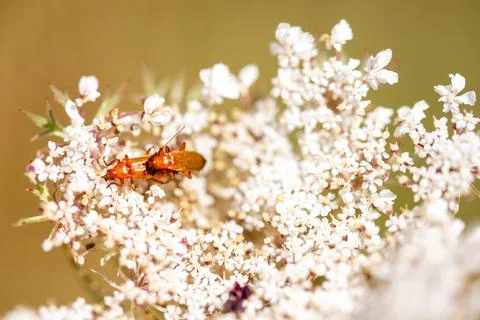 Macro image of a meadow bear claw with a brown insect on it Stock Photos