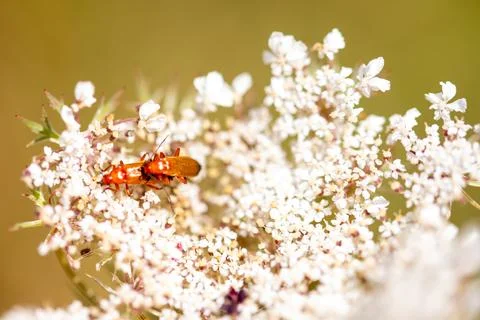 Macro image of a meadow bear claw with a brown insect on it Stock Photos
