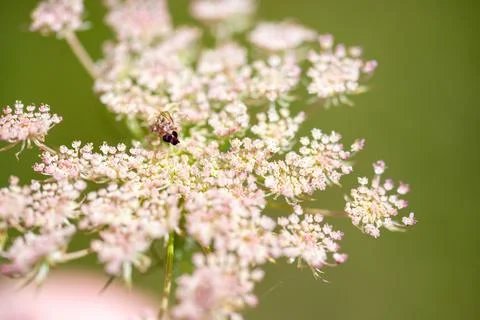 Macro image of a meadow bear claw with a brown insect on it Stock Photos