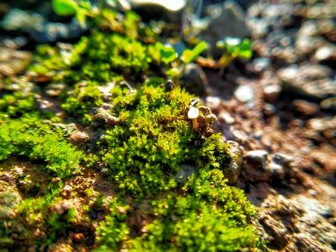 Macro image of moss on the ground Stock Photos