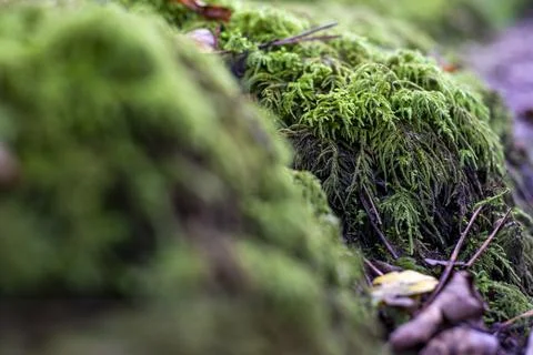 Macro image of moss. Nature background. Stock Photos