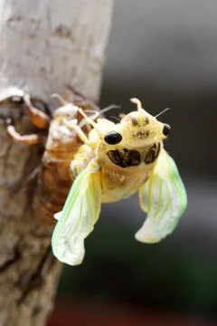 Macro image of a newly cicada Stock Photos