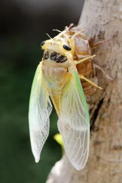 Macro image of a newly cicada Stock Photos