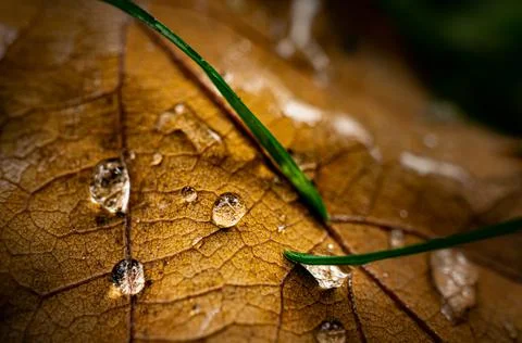 Macro image of oak tree leaf with water drops Stock Photos