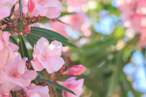 Macro image of Oleander flower during daytime Stock Photos