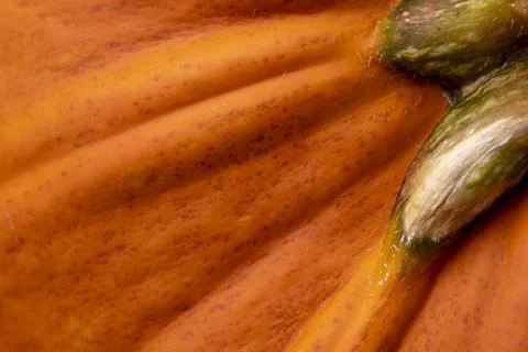Macro image of orange pumpkin for backgound or texture Stock Photos