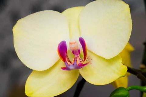 Macro image of orchid Foto stock