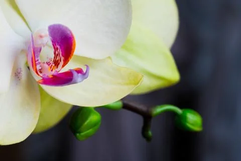 Macro image of orchid Stockfoto's