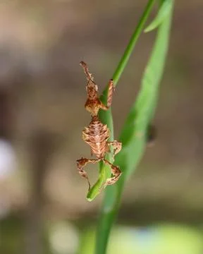 A macro image of a phyllocrania paradoxa Stock Photos