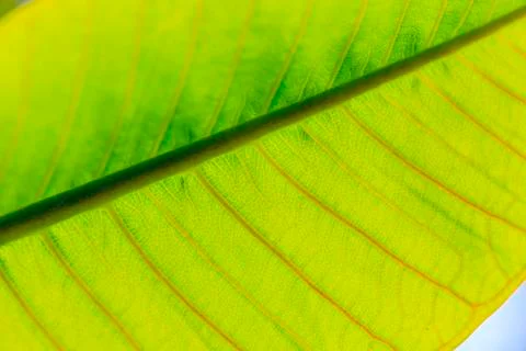 Macro image of a plant leaf with structures in the backlight photographed 스톡 사진